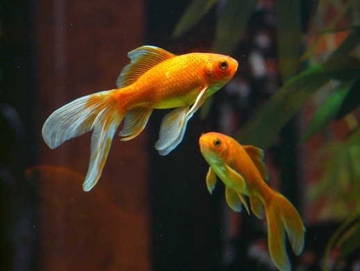L'acquario per il pesce rosso (Carassius auratus) - Acquariofilia Facile